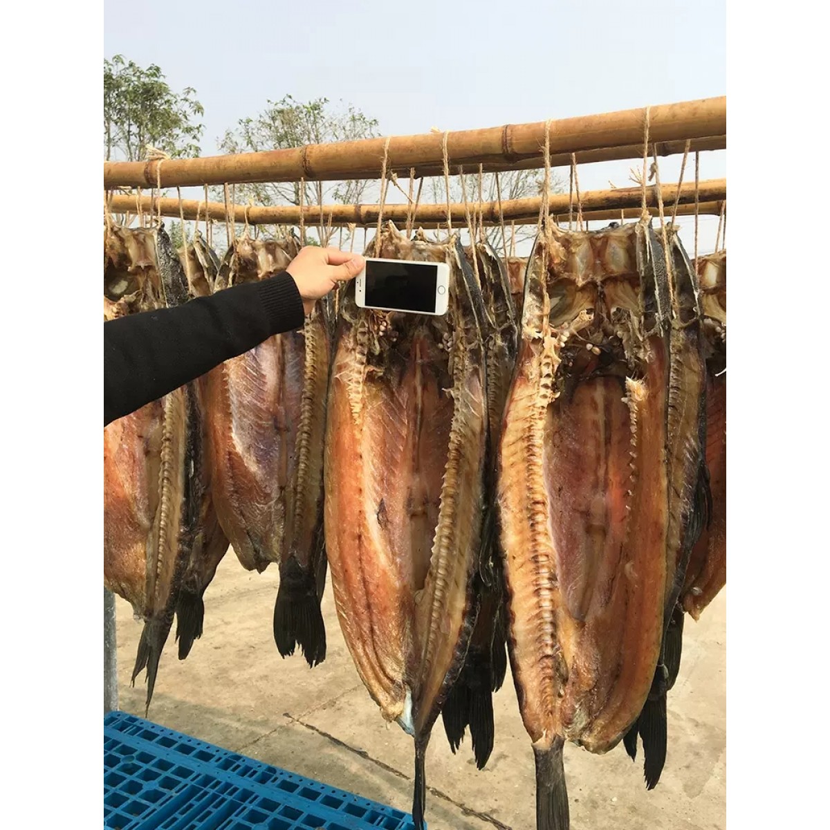 风干腊青鱼1条【约5斤】
